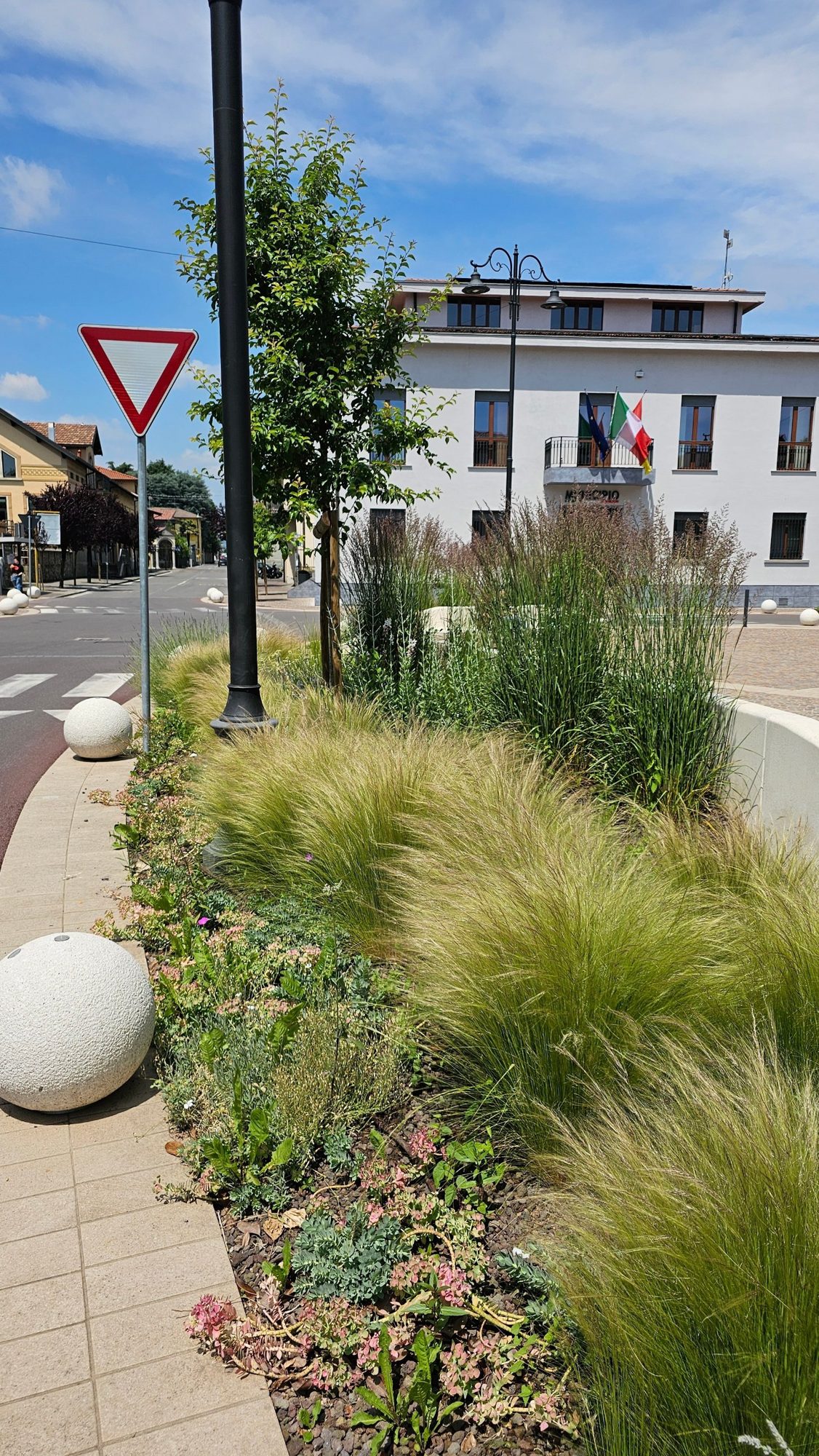Aiuola con graminacee davanti al municipio